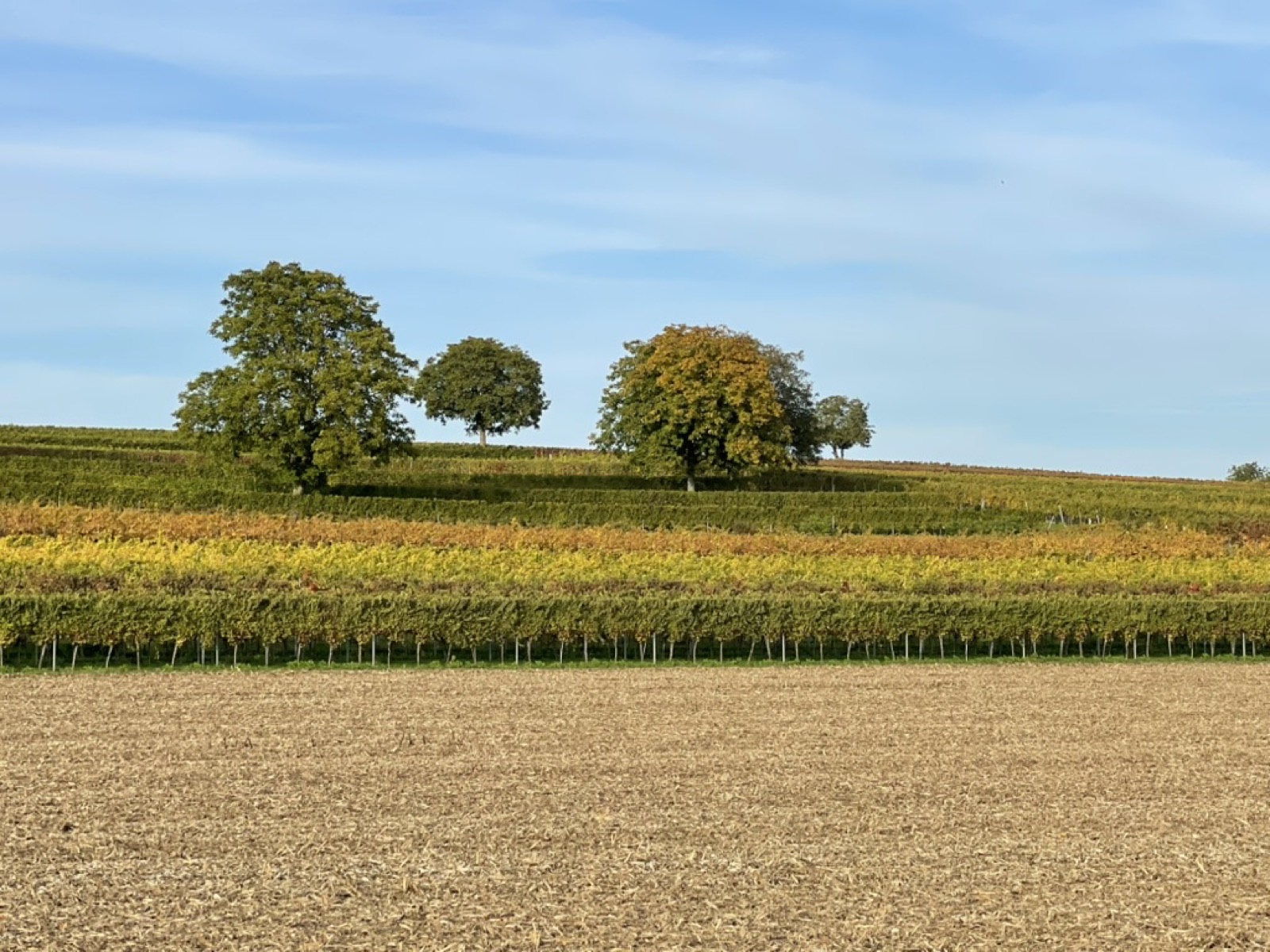Weinberge und Genuss in der Pfalz